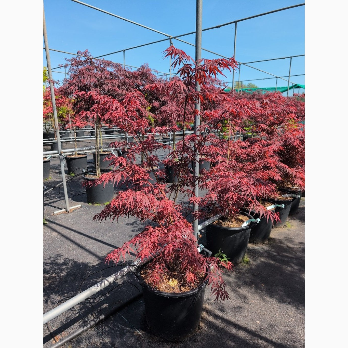 Japansk lönn – Acer pal. 'Extravaganza' - C30 80-100 CM